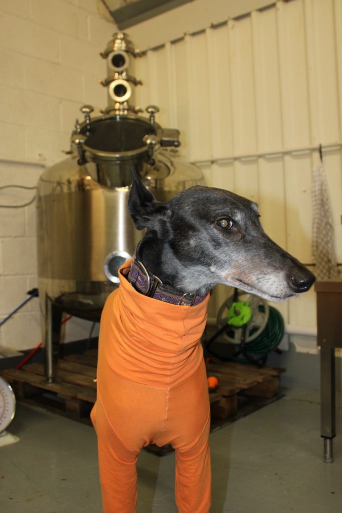 A greyhound dog in a liqueur distillery alongside a 380 litre pot still for making liqueurs.